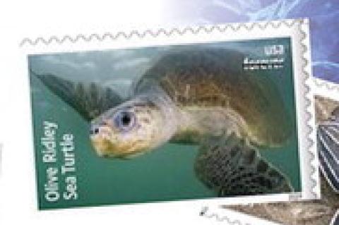 USPS unveils ‘Protect Sea Turtles Forever’ stamps to raise awareness