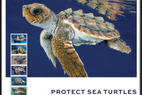 USPS unveils ‘Protect Sea Turtles Forever’ stamps to raise awareness